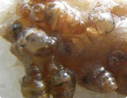 カタツムリの一種「ノミガイ」は鳥に食べられても糞の中で15％は生き延びる（東北大研究）