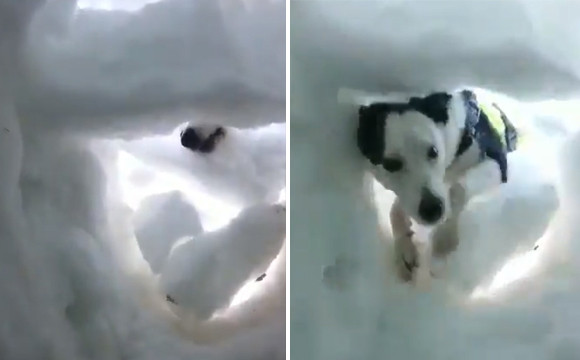 働く救助犬。雪山に埋もれた登山者を発見するため、雪をかきわけて掘り進むボーダーコリーの訓練動画
