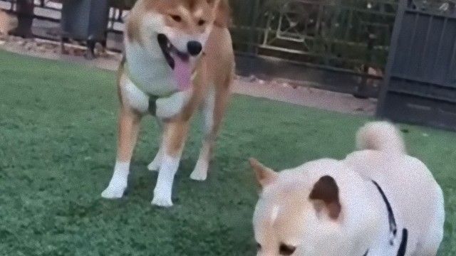 賢い柴犬、仲間からヨーグルトの空容器を鮮やかにゲットだぜ！