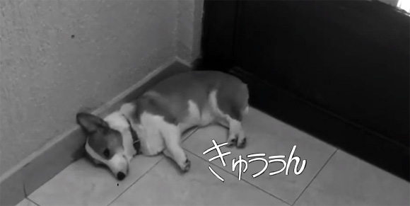 せつなすぎるぜ・・・嫁が仕事に出かけた直後のコーギー犬の様子