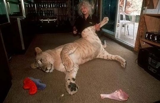 most_unusual_pets_13