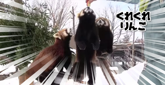 冬の元気。リンゴに夢中のレッサーパンダ（丸山動物園）