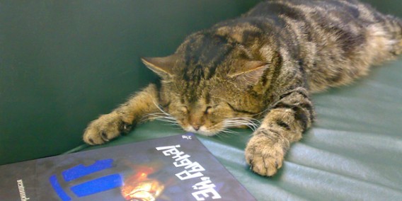 ロシアの図書館で司書補佐として働く元野良猫、クーシャさんの一日は大忙し