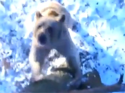 実際にクマに襲われた人の戦慄の記録映像（ロシア）
