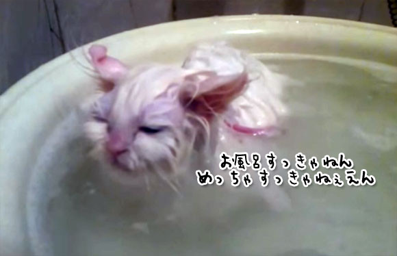 レアケースです。お風呂が好きすぎる猫、出そうとすると・・・