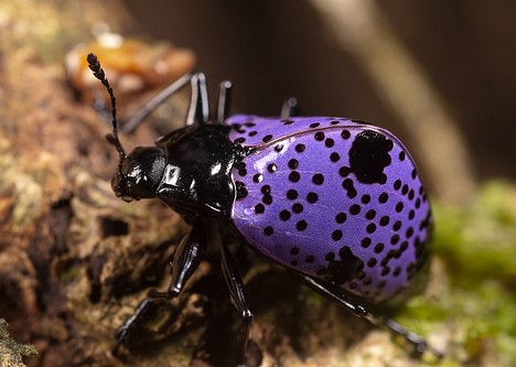 purple_animals_2x