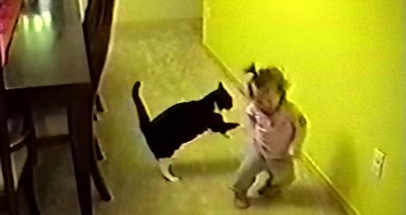 猫の瞬発力恐るべし。ねこぴょんジャンプをする41匹の猫たちの映像総集編