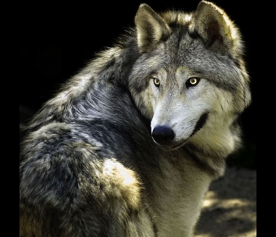目が光る狼の画像