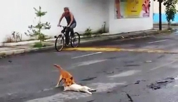 動画) 起きて、ねえ起きて！車にひかれて動かなくなってしまった犬を必死に動かそうとする犬（メキシコ） 動物との共存を目指して