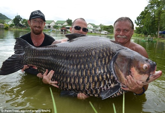 コイキングXLサイズキター！タイで世界最大となる巨大なコイが釣り上げられる。100kg越え