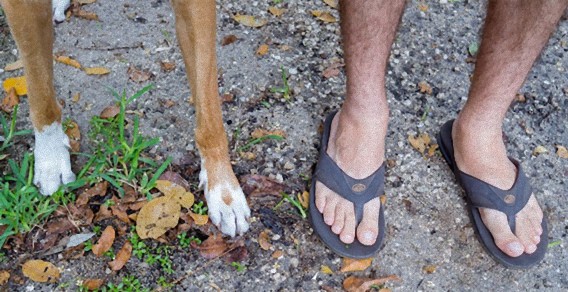 なんとなく似ているから困る、飼い主の足と飼い犬の前足を並べてみた