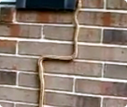 【動画】律儀なヘビ、ブロックの隙間の溝の部分にあわせて移動