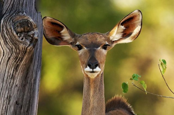 these_funny_animals_461_640_07