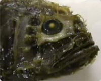 奥深き、水中深き深海魚特集「深海・未知なる宇宙の知られざる真実!!」