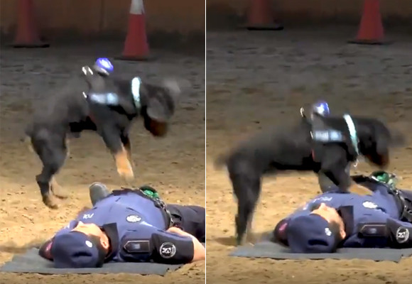 すごいぞポンチョ！心肺蘇生法で警官の命を救う警察犬（スペイン）