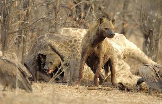 Spotted-Hyaena_1402348i