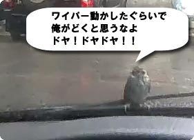 ドヤっすずめ