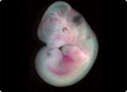 【動画】顕微鏡下で見るマウス胚の成長記録