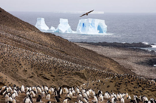 penguins_12