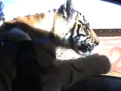 ランボルギーニでドライブ中のベンガルトラ