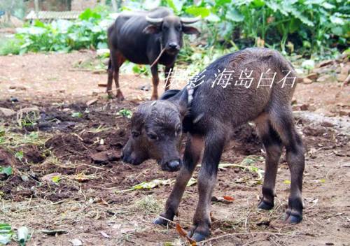 calf-008