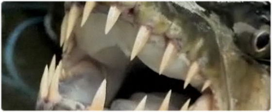 鋭い牙を持つ最強の淡水魚「ゴリアテ・タイガーフィッシュ」の特集映像