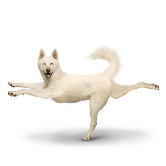 yoga-dogs10