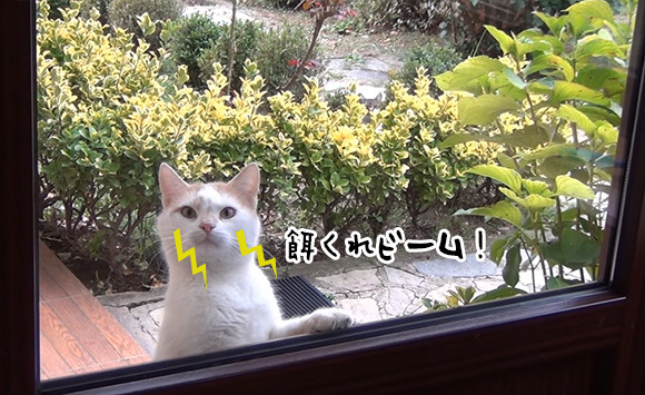 「ジリジリ、んじーっ！」餌が欲しい時に玄関先から視線攻撃を仕掛けてくる猫