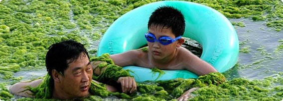 もはや風物詩？大量の藻が浮いた緑色の海岸で泳ぐ人々（中国・青島）