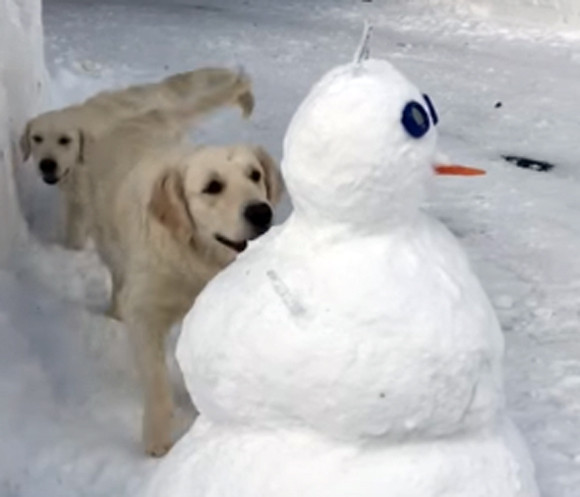 はじめての雪だるま。最初はおそるおそる近づいてきた犬だったが、おどろきの行動に！