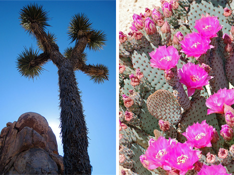 joshua-tree-and-beavertail-cactus