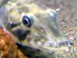 血液が透明な魚「コオリウオ」が世界初公開される（葛西臨海水族園）