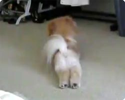 ネットアイドル犬「BOO」のアザラシなりきりスタイル