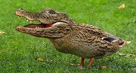 alligator_chicken_e