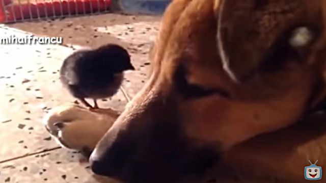 dognbabyanimals2