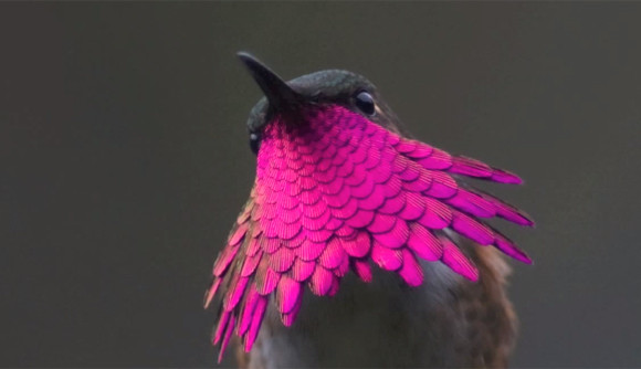 ゴージャスピンク！美しいピンク色のヒゲを持つハチドリ「グアテマラコアカヒゲハチドリ」