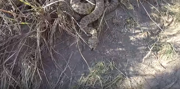 カメラはガラガラヘビの大群を相当イラつかせたようだ。蛇による直球攻撃を受け撃沈するカメラ
