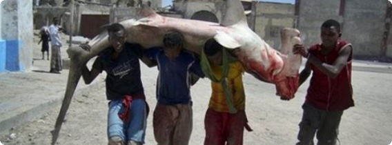 ソマリアで獲れる巨大魚とそれを頭にのせて運ぶ人々の画像