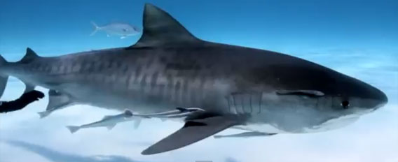2012年、WEB上を賑わせたエクストリームな人々+動物映像ダイジェスト