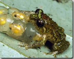 オタマジャクシでなんていられない！卵からちょくせつカエルで生まれてくるカエル