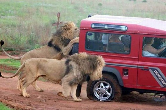 only_in_africa_12