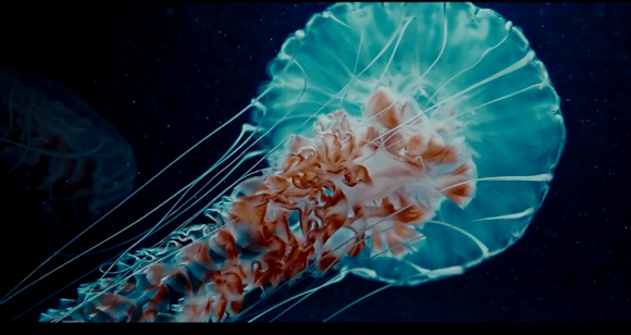 重力をまったく感じさせない神秘の生物、クラゲの超浮遊映像