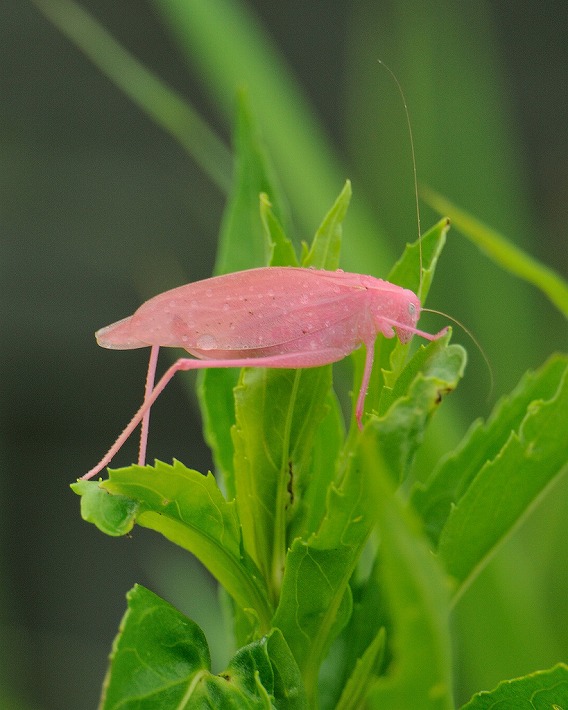 pink katydid 2