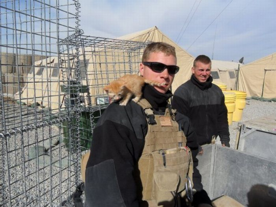 kittens_found_by_us_marines_in_afghanistan_04