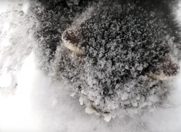 体中が雪に覆われた冷凍子猫。猫好き男性に発見され無事保護される（ベラルーシ）