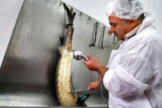 1258610607_how_black_caviar_is_made_09