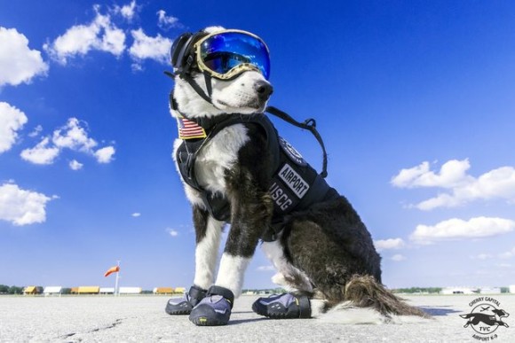 空港の安全はオイラが守る！滑走路から野生生物を追い払うK-9所属のボーダーコリー犬（アメリカ）