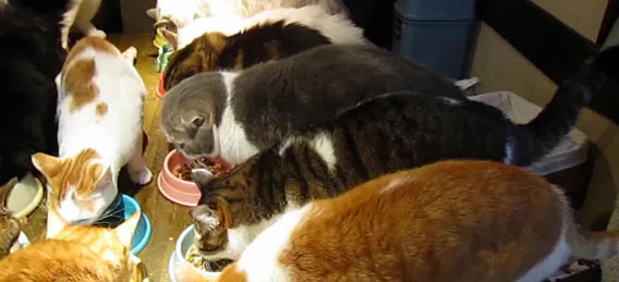 全20匹！猫たちの壮絶モフモフごはんタイム