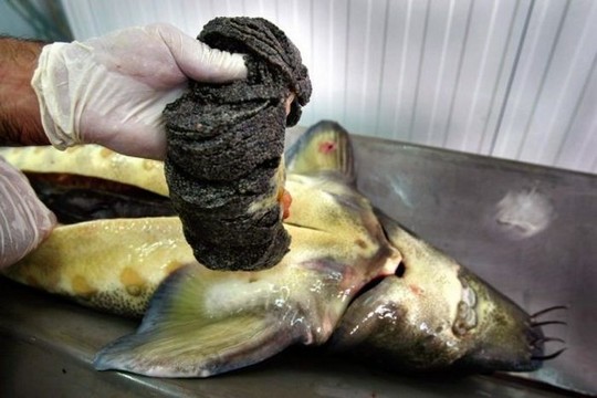 1258610619_how_black_caviar_is_made_21
