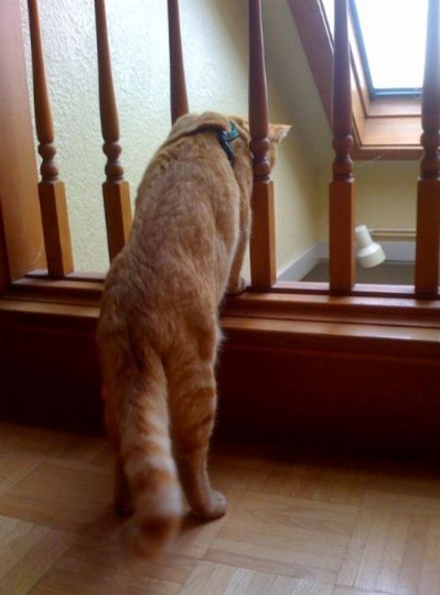 seeing_life_through_cats_eyes_52